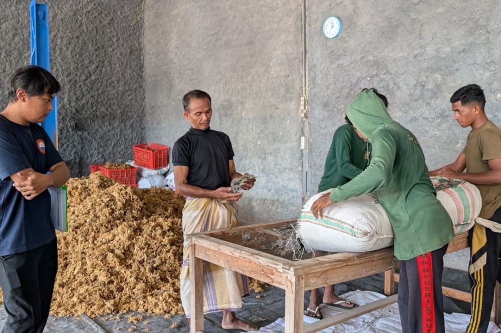 OMB Wuke Rohedui Desa Jiwuwu Perkuat Kapasitas Kualitas Produksi Rumput Laut